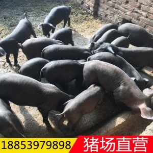 实验小香猪 香猪养殖基地 精选改良小猪 精挑细选 好饲养 玖富种禽