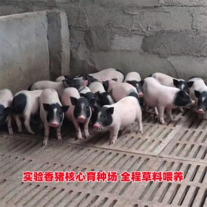 实验小香猪 香猪养殖基地 精选改良小猪 精挑细选 鼎荣种禽