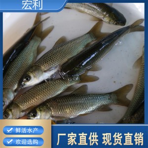求购体长5-8公分幼苗 淡水草鱼鱼苗