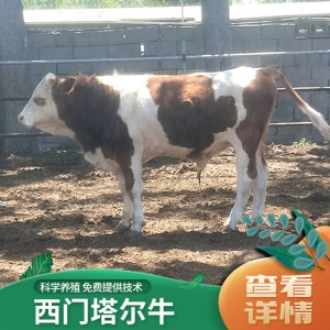 求购 西门塔尔牛  牛犊