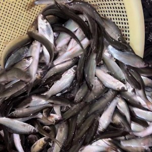 求购 鲮鱼苗 泰国鲮鱼 麦鲮鱼苗