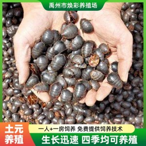 求购 土鳖虫地鳖虫