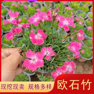 欧石竹盆栽小苗种植基地 大量求购