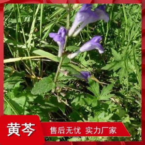 大量求购黄芩种子 唇形科