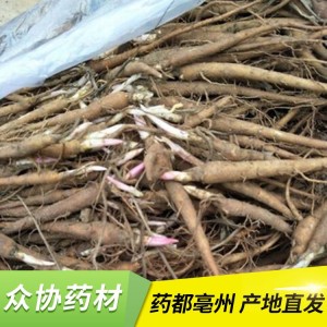 大量批发供应白芍 栽培技术 种苗种植