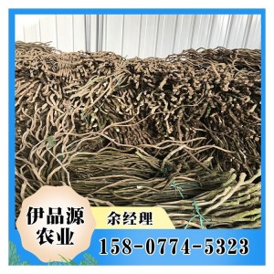 不带芽葛根苗 伊品源农业发芽快